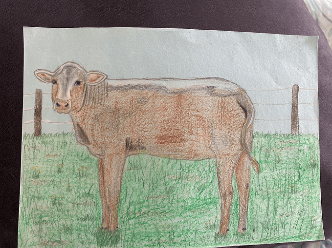 Cow sketch